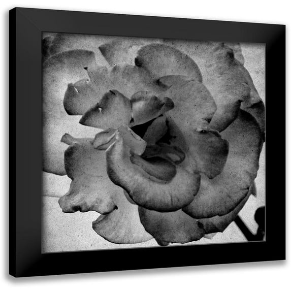 Kimberly, Allen 15x15 Black Modern Framed Museum Art Print Titled - White Blooming 1