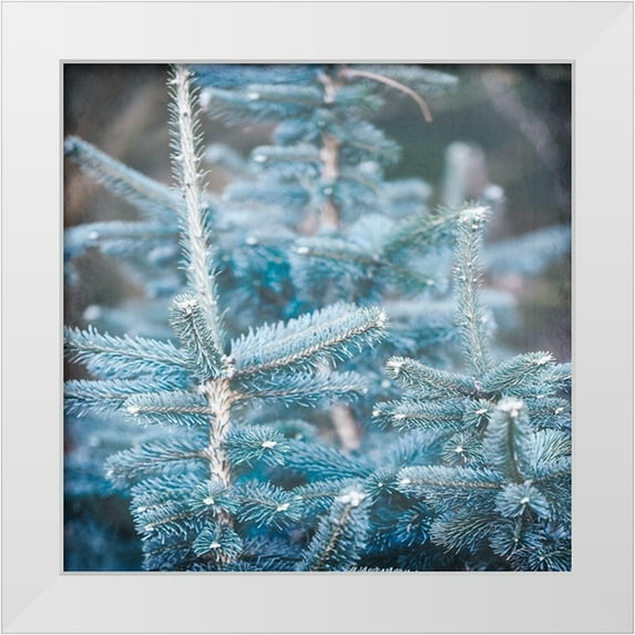 Kimberly, Allen 15x15 White Modern Wood Framed Museum Art Print Titled - Blue Spruce 1