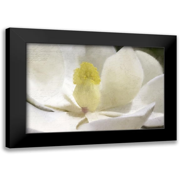Kimberly, Allen 18x13 Black Modern Framed Museum Art Print Titled - Carte Postale Magnolia Bloom