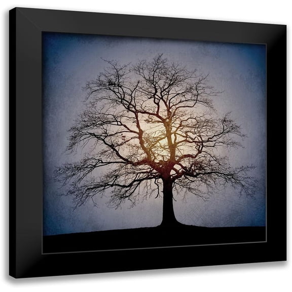 Kimberly, Allen 20x20 Black Modern Framed Museum Art Print Titled - Sunset Tree