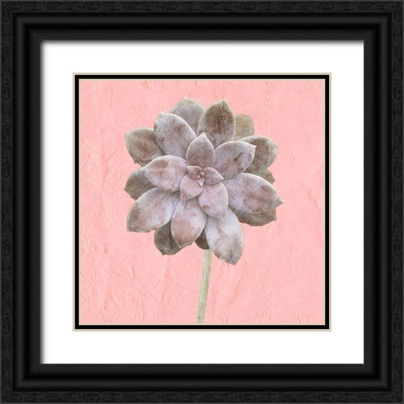 Kimberly, Allen 20x20 Black Ornate Wood Framed with Double Matting Museum Art Print Titled - Succulent Pink