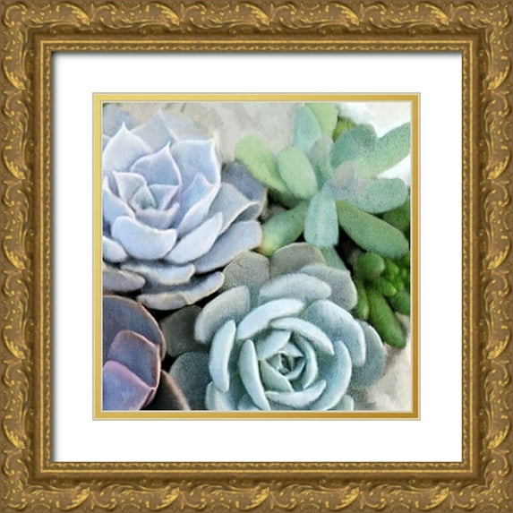 Kimberly, Allen 20x20 Gold Ornate Wood Framed with Double Matting Museum Art Print Titled - Succulent Garden 2