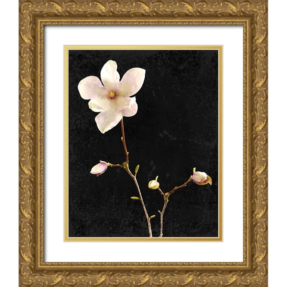Kimberly, Allen 20x24 Gold Ornate Wood Framed with Double Matting Museum Art Print Titled - Magnolia on Black 1