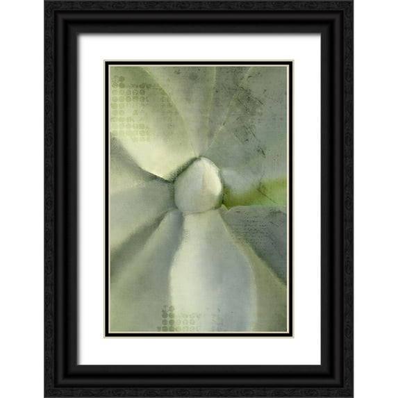 Kimberly, Allen 23x32 Black Ornate Wood Framed with Double Matting Museum Art Print Titled - Agave 2
