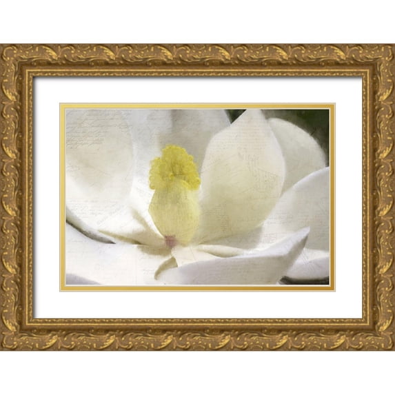 Kimberly, Allen 24x17 Gold Ornate Wood Framed with Double Matting Museum Art Print Titled - Carte Postale Magnolia Bloom