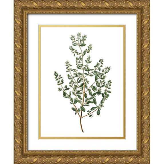 Kimberly, Allen 25x32 Gold Ornate Wood Framed with Double Matting Museum Art Print Titled - Herbs on White 2