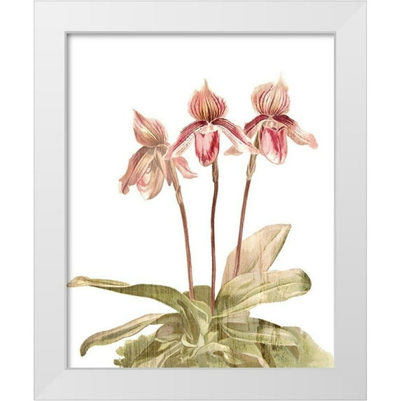 Kimberly, Allen 26x32 White Modern Wood Framed Museum Art Print Titled - Orchid Love 4
