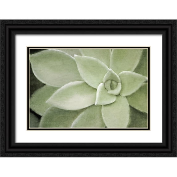 Kimberly, Allen 32x23 Black Ornate Wood Framed with Double Matting Museum Art Print Titled - Soft Agave