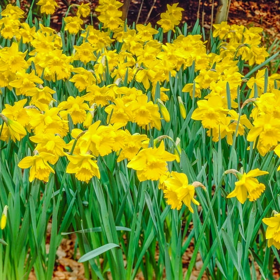 King Alfred Improved Trumpet Daffodil Dormant Spring Flowering Bulbs 100 Pack
