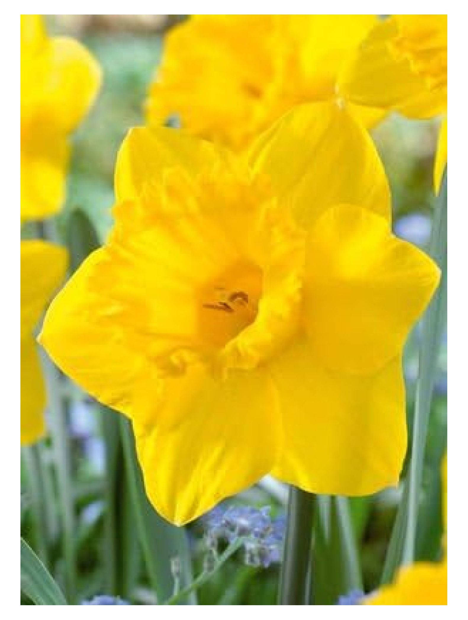 King Alfred Jumbo Daffodil Bulbs Value 100 Bulb Bag for Fall