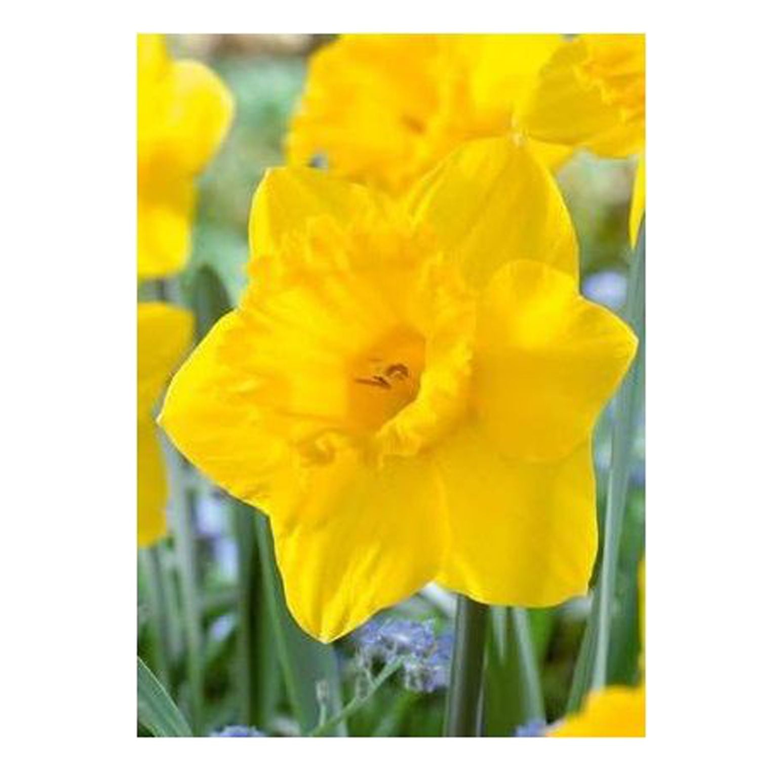 King Alfred Jumbo Daffodil Bulbs Value 100 Bulb Bag for Fall