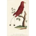 thumbnail image 1 of King Bird Of Paradise, Cicinnurus Regius Poster Print By ® Florilegius Mary Evans (24 X 36), 1 of 3