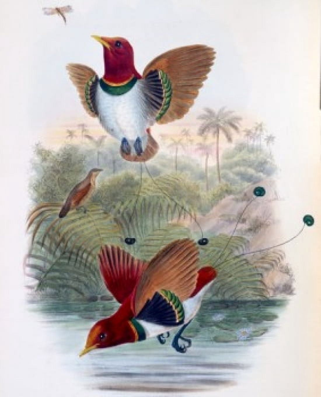 King Bird of Paradise John Gould (1804-1881 British) Canvas Art - John Gould (24 x 36)