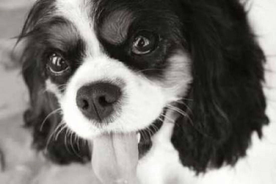 King Charles Spaniel Canvas Art - Karyn Millet (24 x 36)