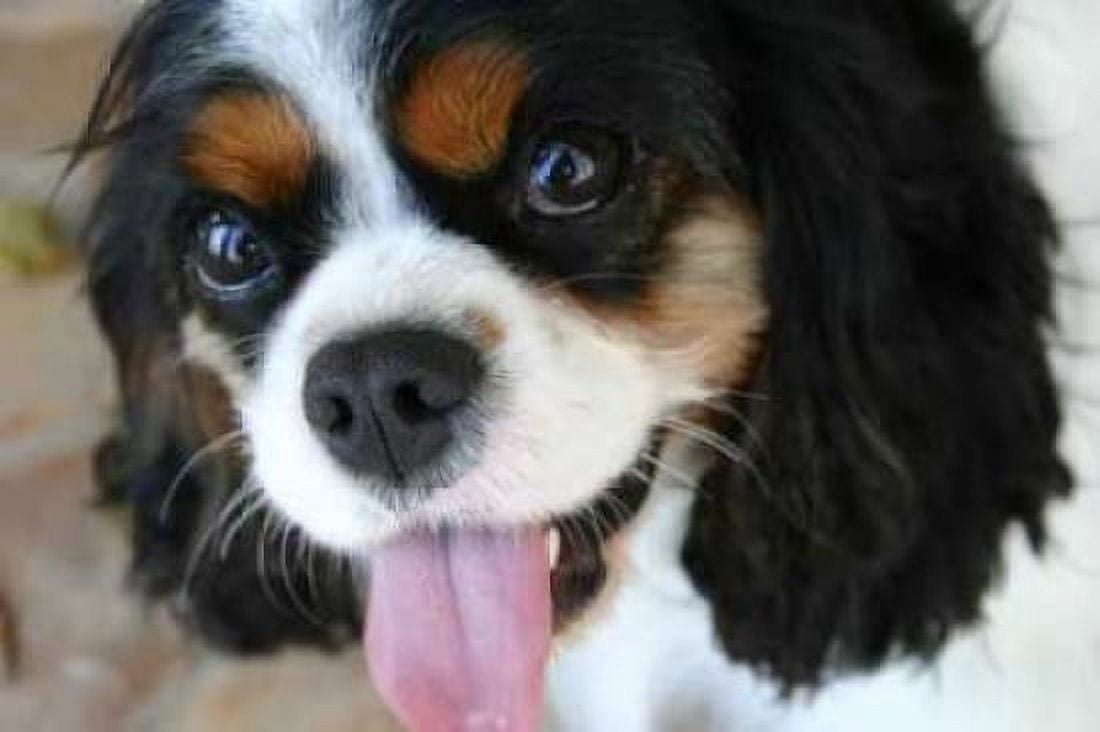 King Charles Spaniel Canvas Art - Karyn Millet (24 x 36)
