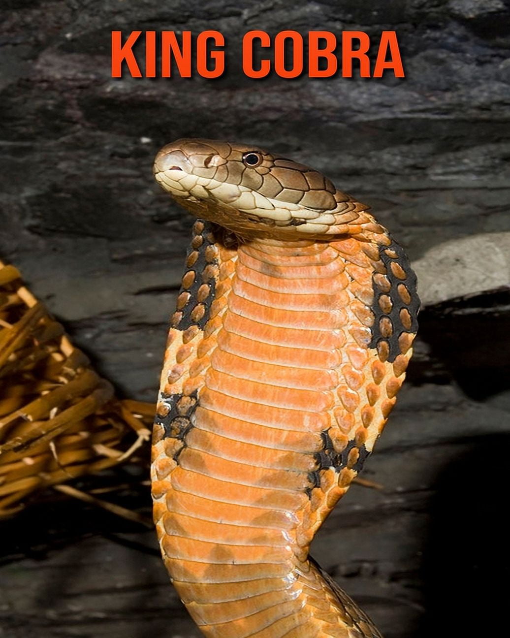 King cobra, facts and photos