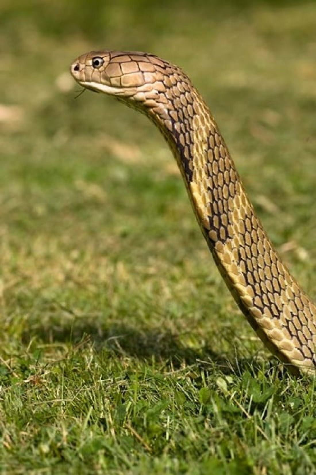 King Cobra snake South East Captive Canvas Art - Joe & Mary Ann McDonald DanitaDelimont (24 x 36)