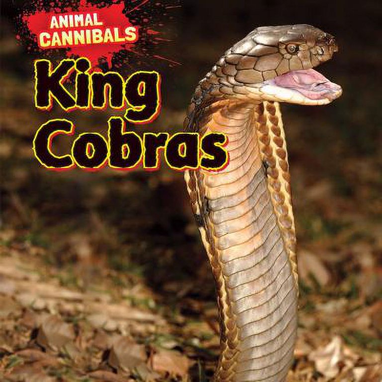 The Cape Cobra Lives In A Fairly Small Part Of Africa But, 47% OFF