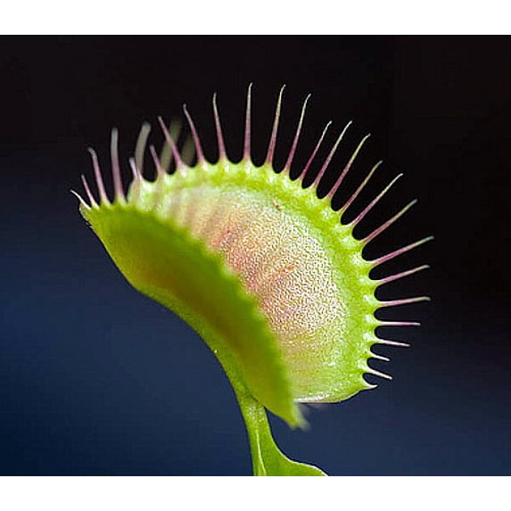 King Henry Venus Fly Trap Plant - CARNIVOROUS - Dionaea - 2" Pot