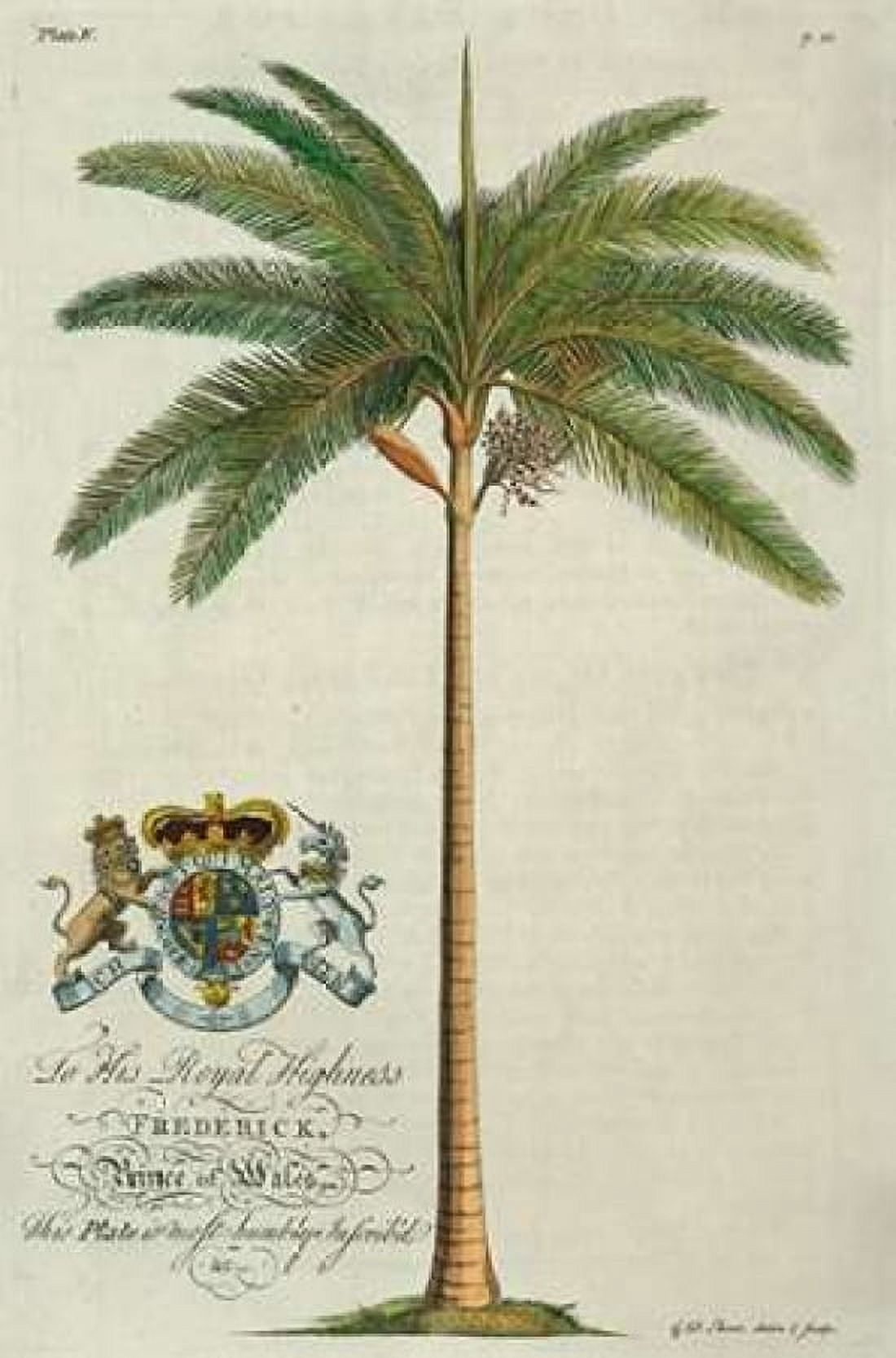 King Palm Canvas Art - Georg Ehret (12 x 18)
