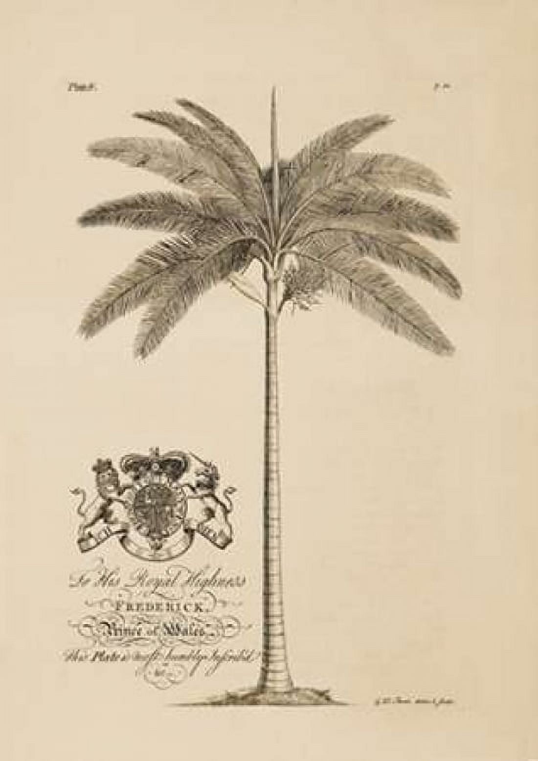 King Palm Canvas Art - Georg Ehret (20 x 28)