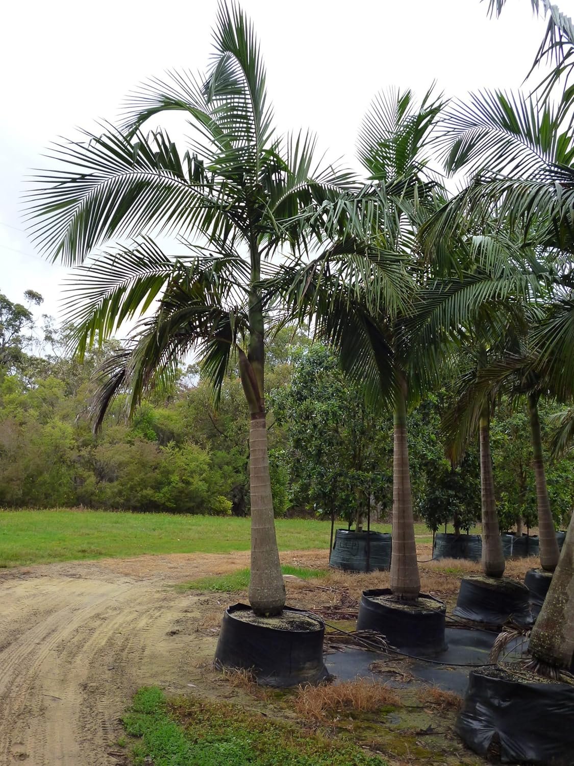 King Palm - Live Plant in a 3 Gallon Growers Pot - Archontophoenix Alexandrae - Rare Ornamental Palms of Florida - image 1 of 5