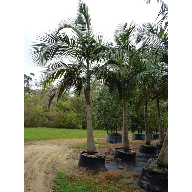 King Palm - Live Plant in a 3 Gallon Growers Pot - Archontophoenix Alexandrae - Rare Ornamental Palms of Florida