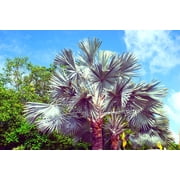 King Palm Seeds for Planting - 5 Seeds