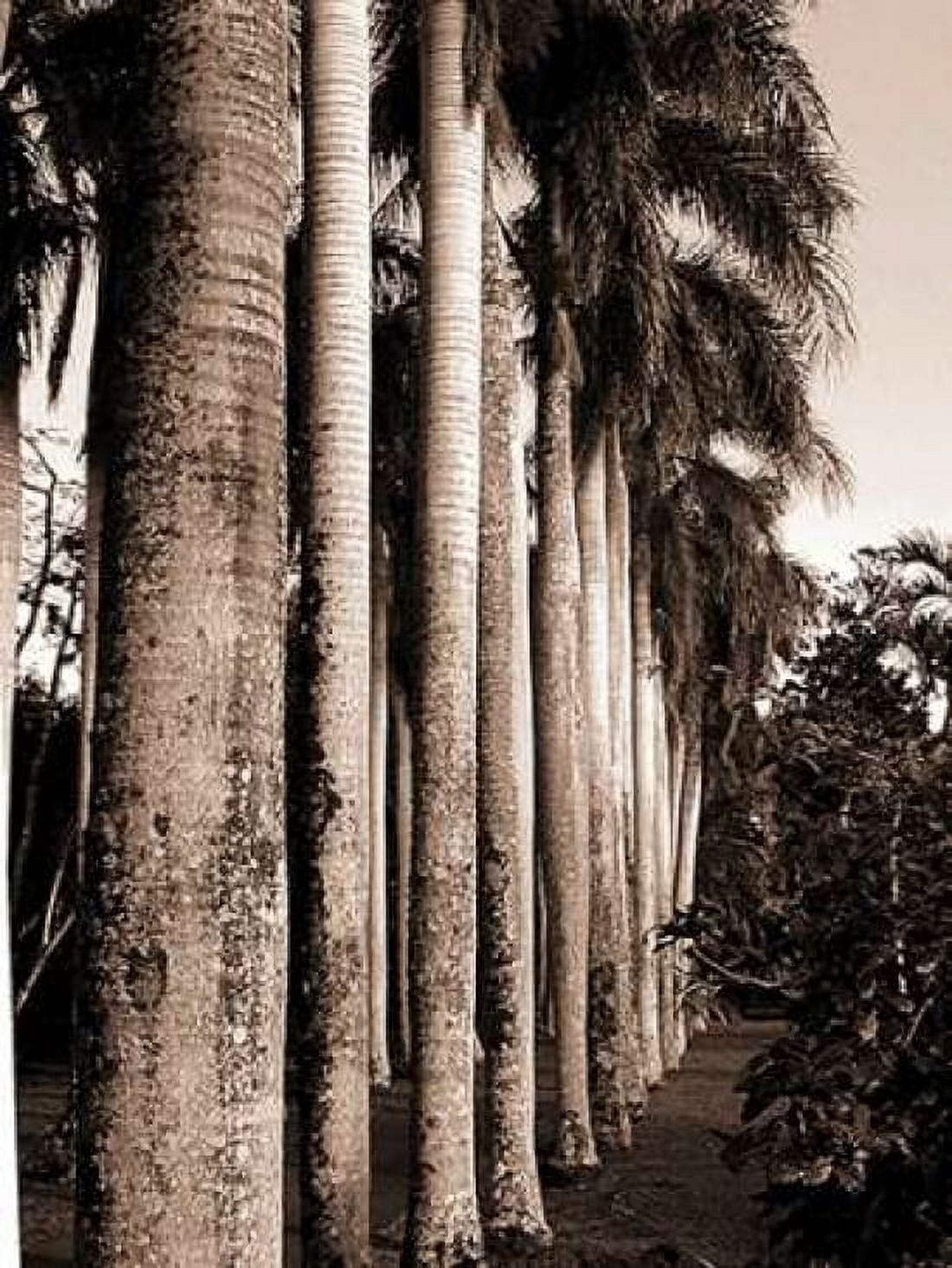 King Palms Mauritius Canvas Art - Cyril Blue (20 x 28)