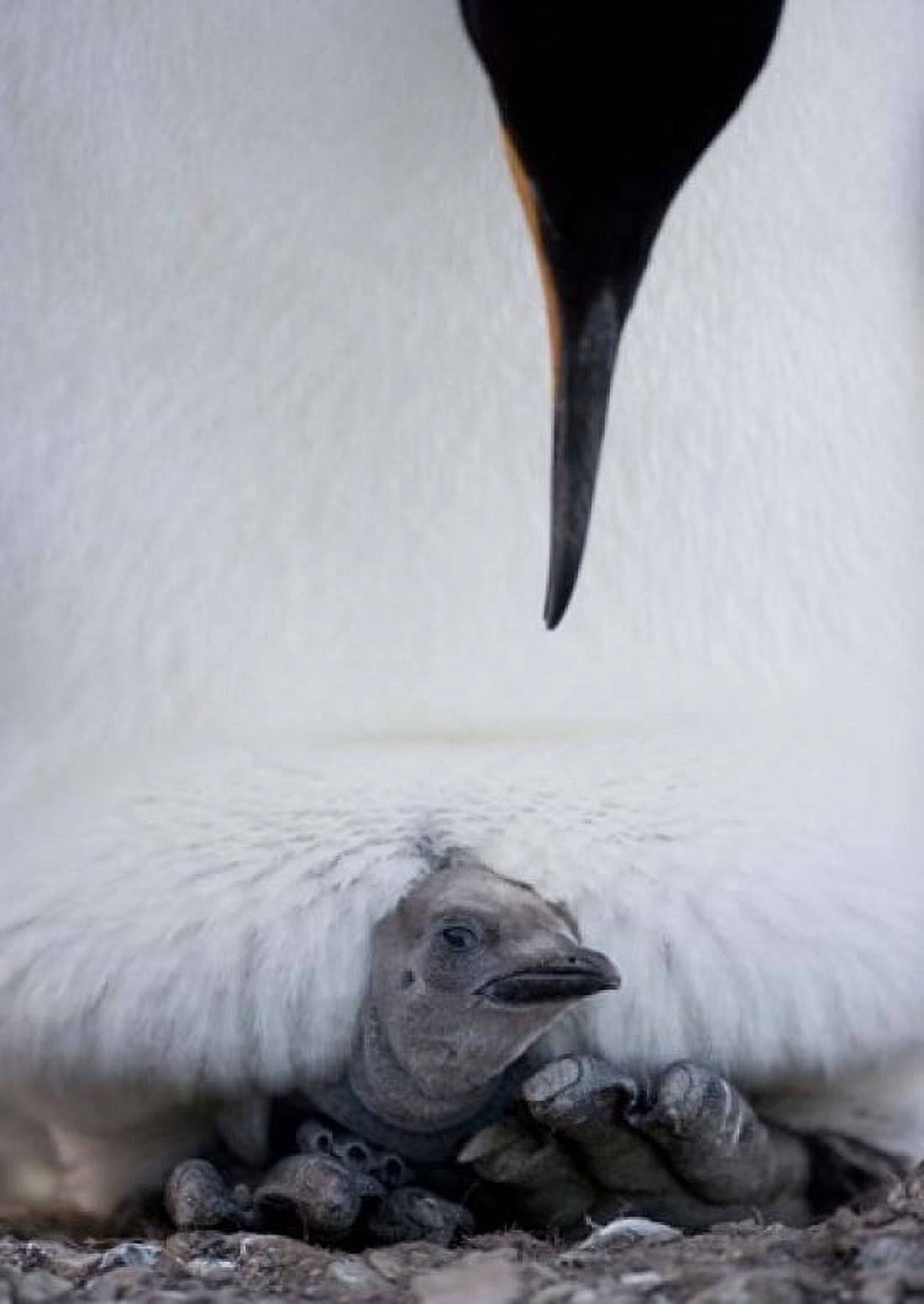 King Penguin Chick Resting in Mothers Brood Pouch Right Whale Bay South Georgia Island Antarctica Canvas Art - Paul Souders DanitaDelimont (24 x 34)