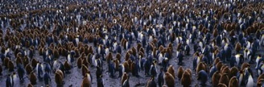 King Penguin Colony Salisbury Plain South Georgia Sub-Antartic Canvas Art - Panoramic Images (18 x 6)