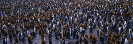 King Penguin Colony Salisbury Plain South Georgia Sub-Antartic Canvas Art - Panoramic Images (36 x 12)