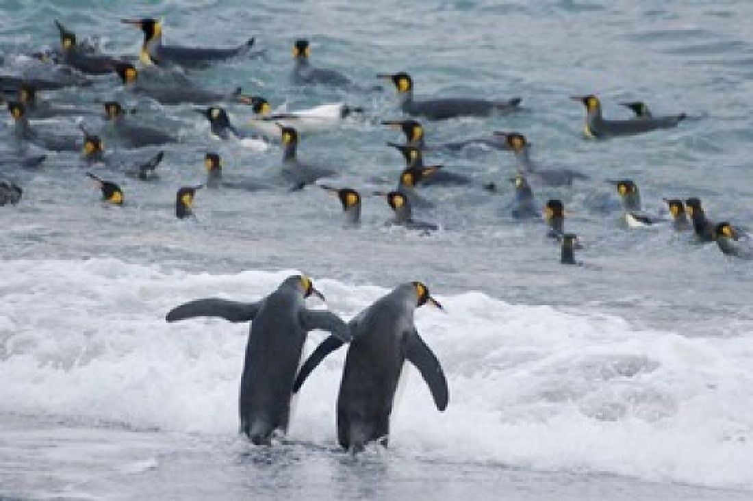 King Penguin Gold Harbor South Georgia Antarctica Canvas Art - Keren Su DanitaDelimont (24 x 15)