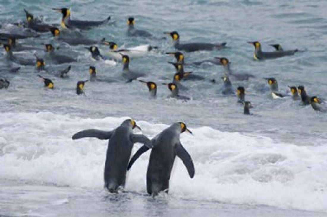 King Penguin Gold Harbor South Georgia Antarctica Canvas Art - Keren Su DanitaDelimont (35 x 23)