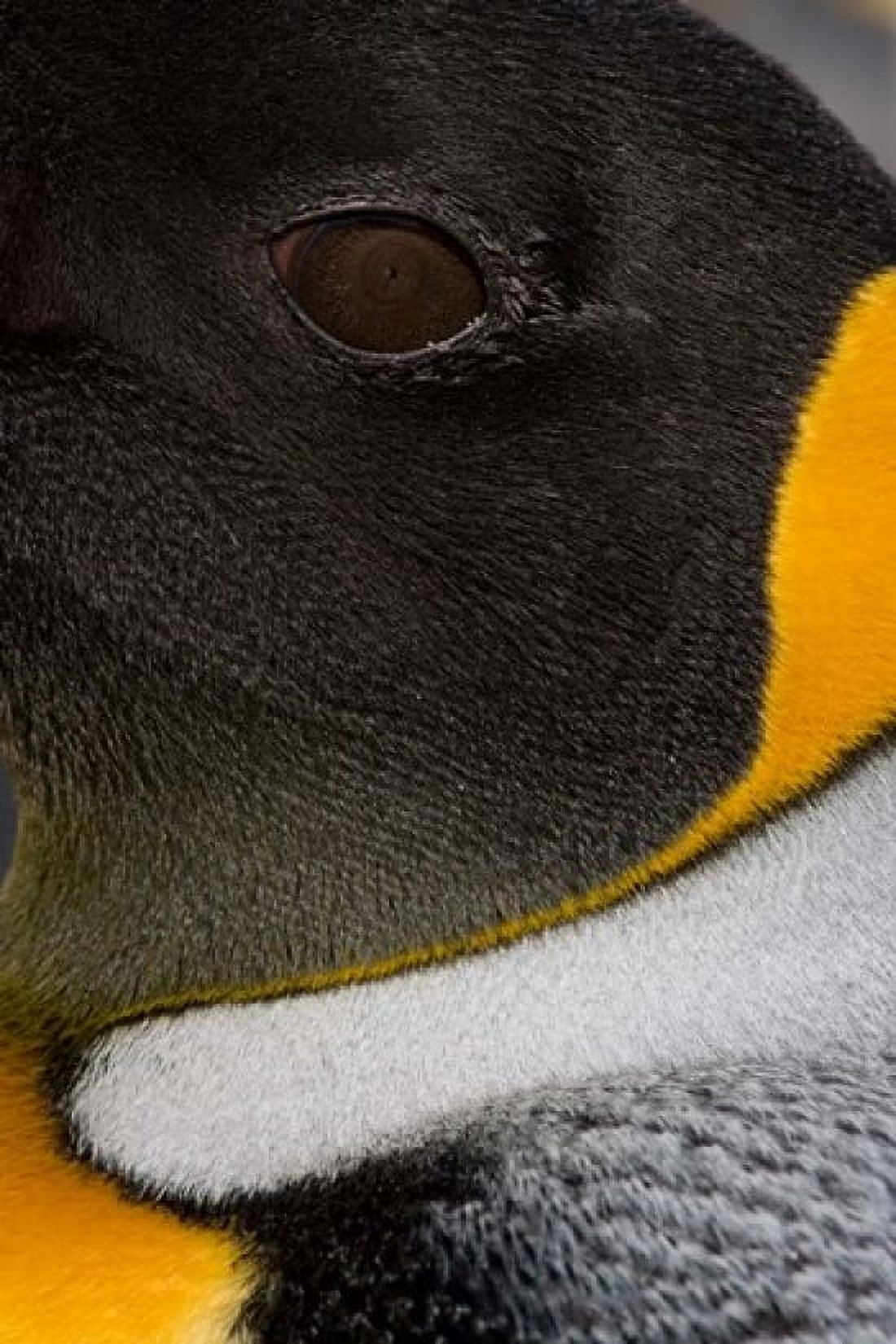 King Penguin Right Whale Bay South Georgia Island Antarctica Canvas Art - Paul Souders DanitaDelimont (23 x 35)