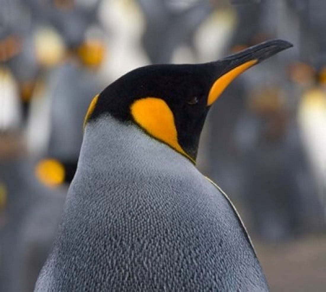 King Penguin Salisbury Plain South Georgia Antarctica Canvas Art - Keren Su DanitaDelimont (20 x 18)