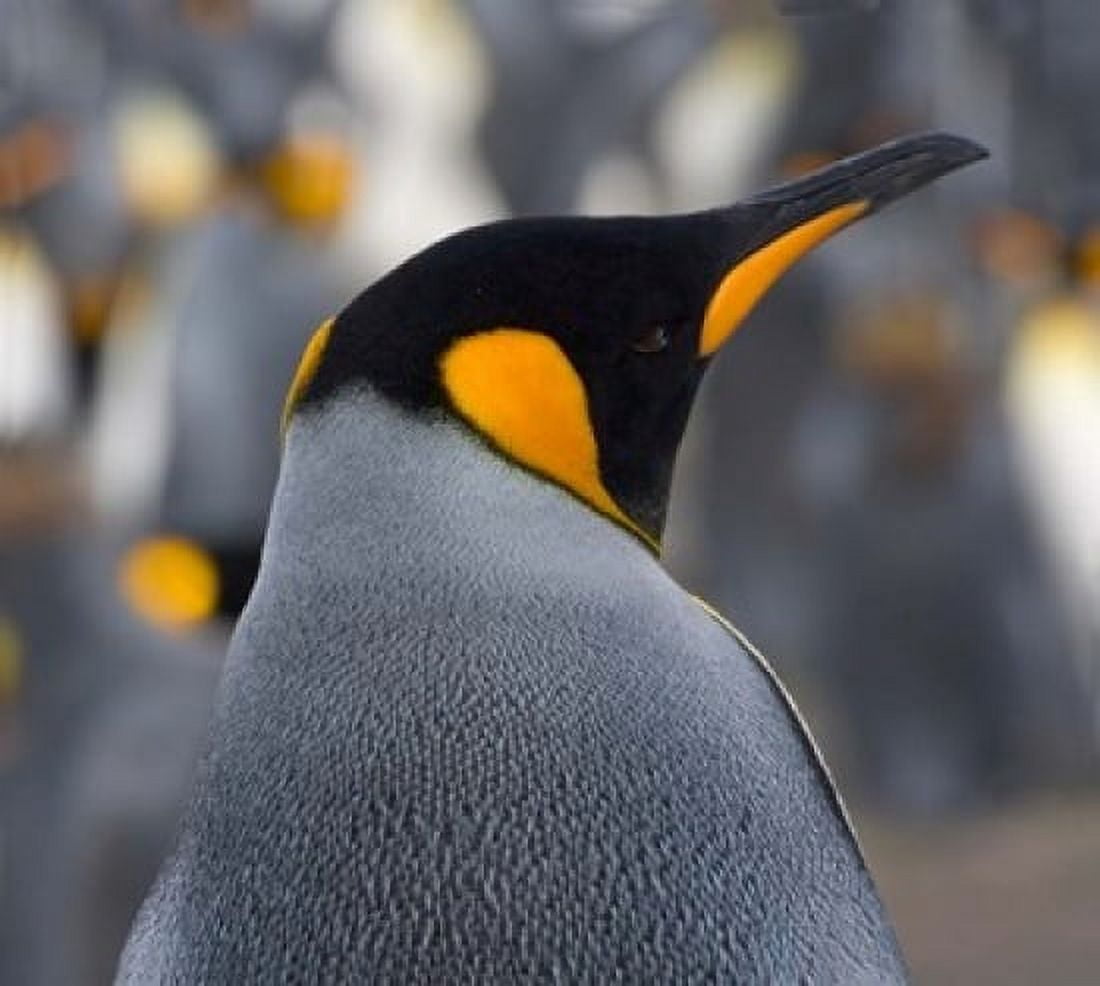 King Penguin Salisbury Plain South Georgia Antarctica Canvas Art - Keren Su DanitaDelimont (30 x 27)