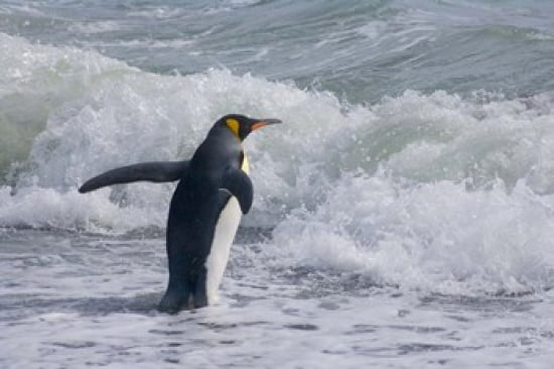 King Penguin Salisbury Plain South Georgia Canvas Art - Keren Su  DanitaDelimont (35 x 23)