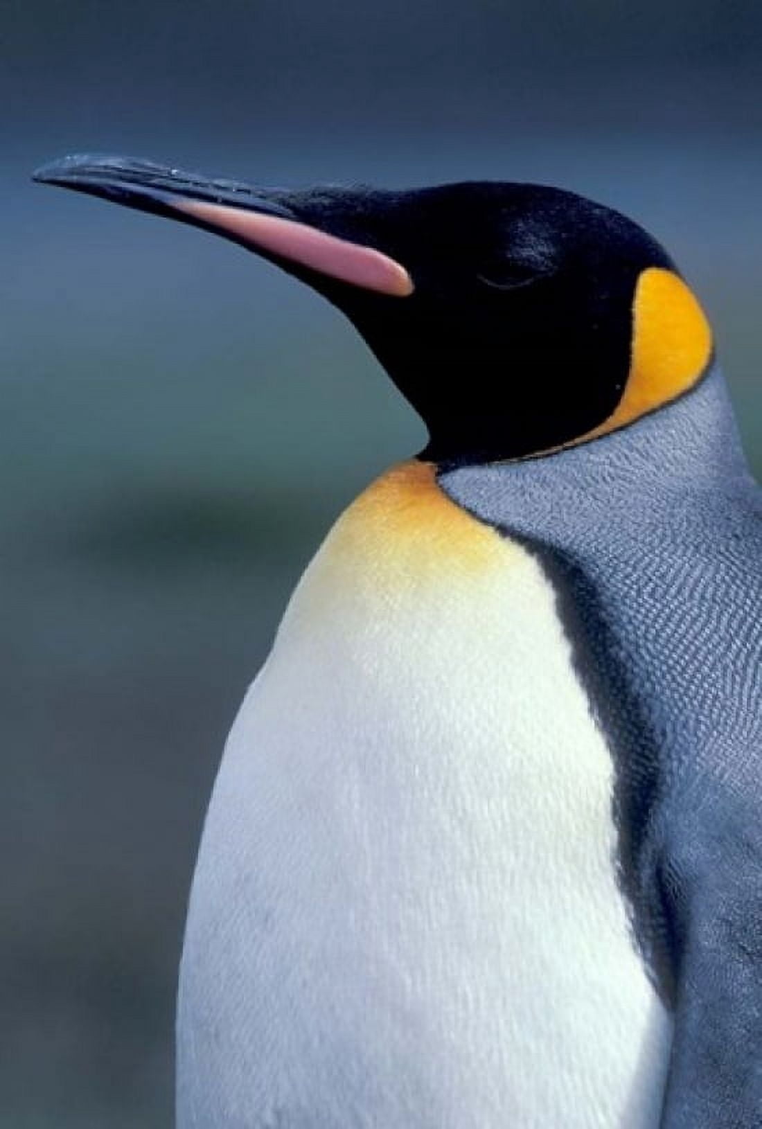 King Penguin South Georgia Island Antarctica Canvas Art - Art Wolfe DanitaDelimont (12 x 17)