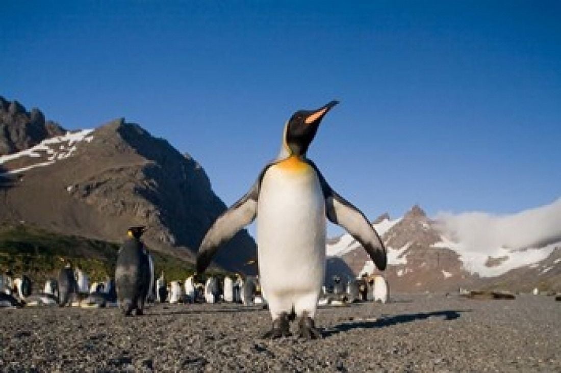 King Penguin South Georgia Island Canvas Art - Paul Souders DanitaDelimont (24 x 15)