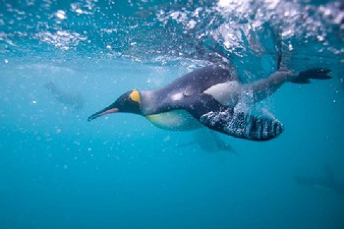 King Penguin Underwater Canvas Art - Paul Souders DanitaDelimont (35 x 23)