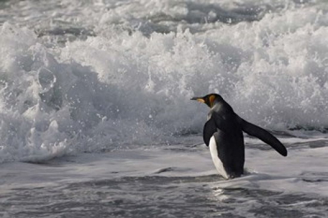 King Penguin in the surf Antarctica Canvas Art - Keren Su DanitaDelimont (24 x 15)