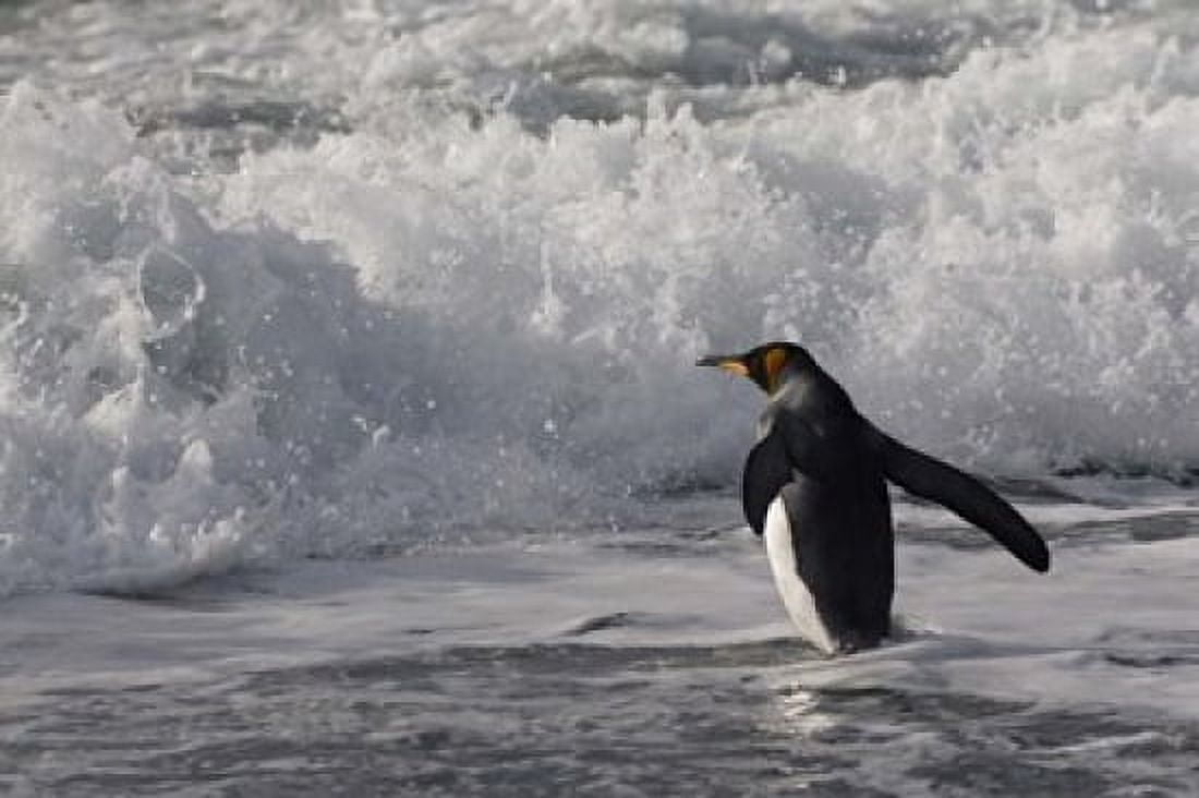 King Penguin in the surf Antarctica Canvas Art - Keren Su DanitaDelimont (35 x 23)
