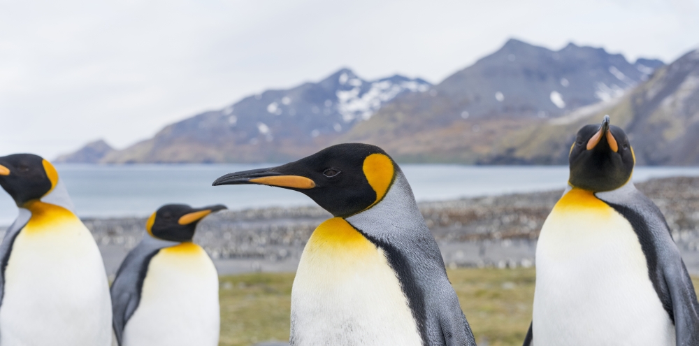 King Penguin rookery in St. Andrews Bay. Courtship behavior. South