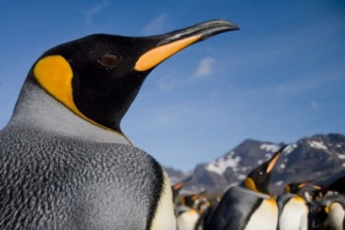 King Penguins Along Shoreline in Massive Rookery Saint Andrews Bay South Georgia Island Sub-Antarctica Canvas Art - Paul Souders DanitaDelimont (35 x 23)