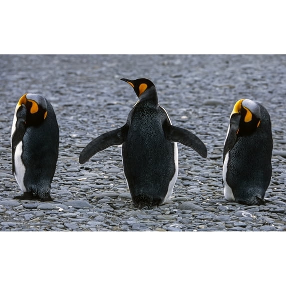 King Penguins Sleeping & Waking From Nap South Georgia Island Antarctic by Tom Soucek / Design Pics