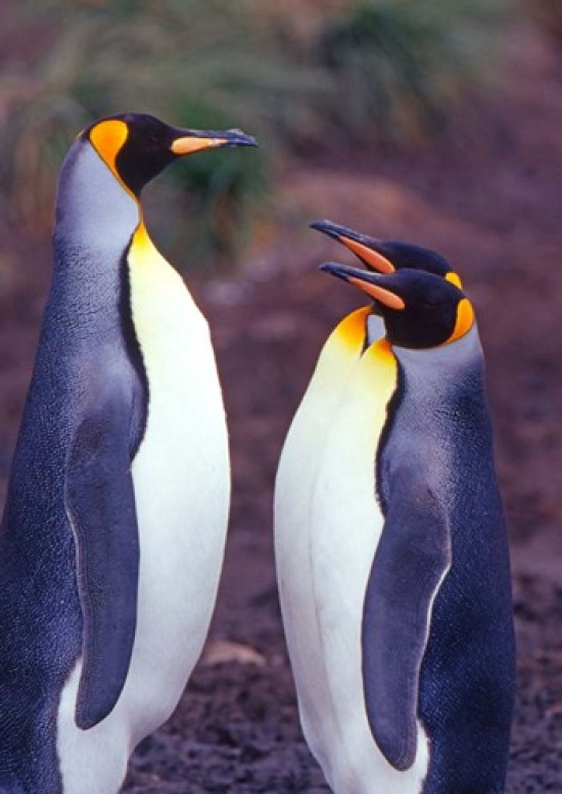 King Penguins South Georgia Island Antarctica Canvas Art - Joe Restuccia III DanitaDelimont (26 x 37)