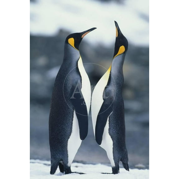 King Penguins Standing Face to Face, Animals Unframed Photographic Print Wall Art by DLILLC Sold by ArtCom