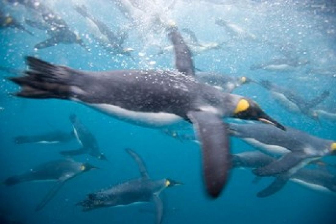 King Penguins Swimming in Right Whale Bay South Georgia Island Sub-Antarctica Canvas Art - Paul Souders DanitaDelimont (35 x 23)