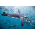 thumbnail image 1 of King Penguins Swimming in Right Whale Bay, South Georgia Island, Sub-Antarctica Poster Print by Paul Souders (24 x 15), 1 of 1